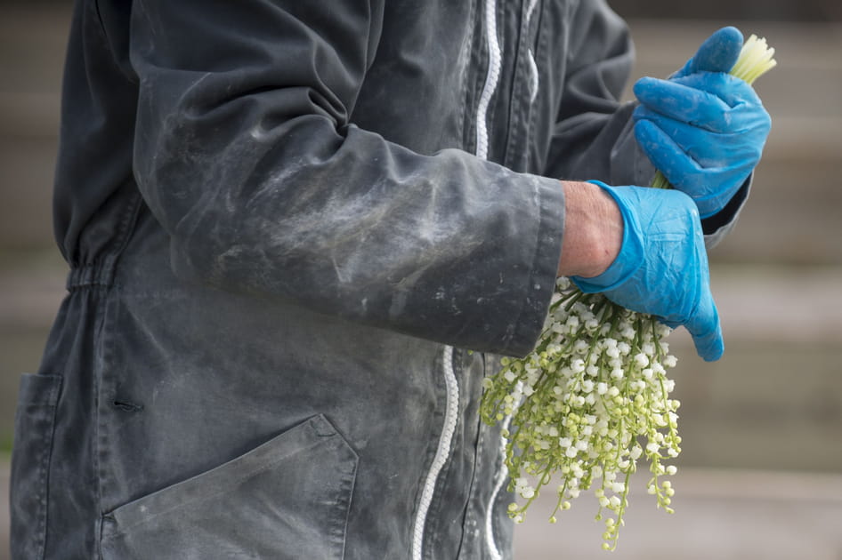 R&eacute;colte de muguet&nbsp;