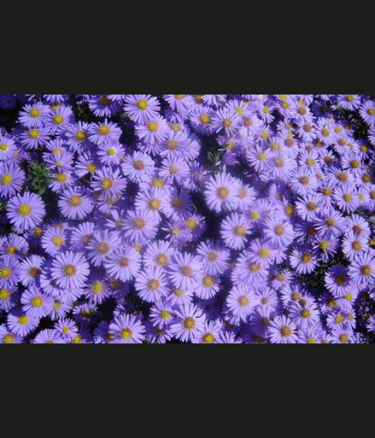 Tapis de printemps