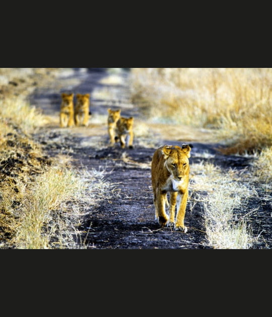 Le courage de la lionne