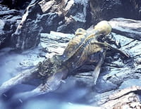 Mystérieuses momies : Ötzi, l'homme des glaces