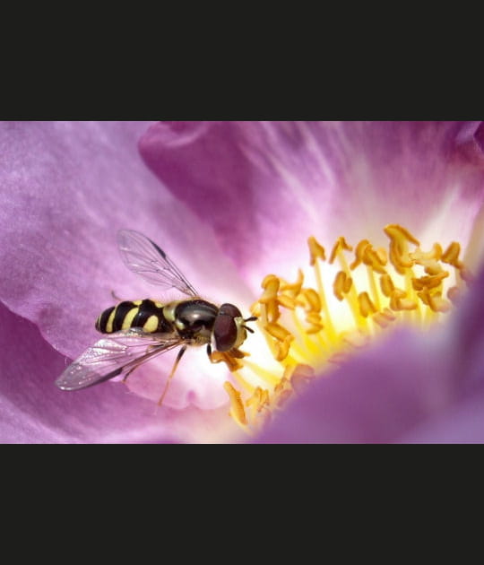 Au c&oelig;ur du nectar