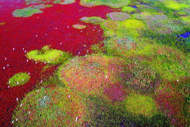 Sanctuaire d'oiseaux migrateurs le long du littoral de la mer Jaune et du golfe de Bohai de Chine (phase I)