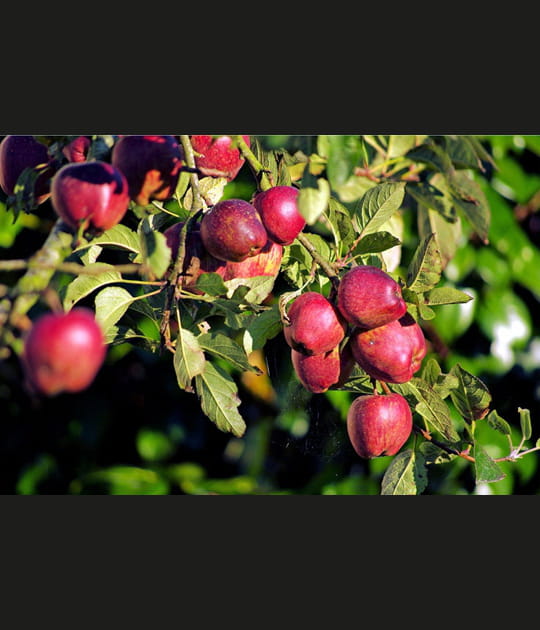 La saison des pommes