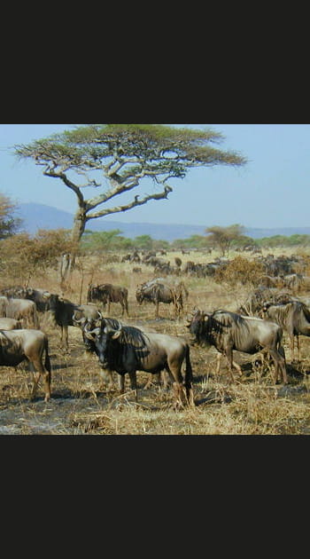 En Tanzanie, pour la migration des gnous