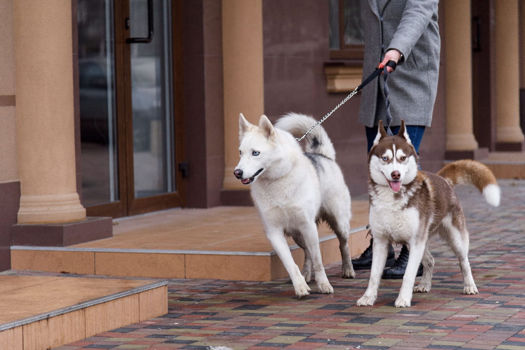 interdiction-de-posseder-plusieurs-animaux