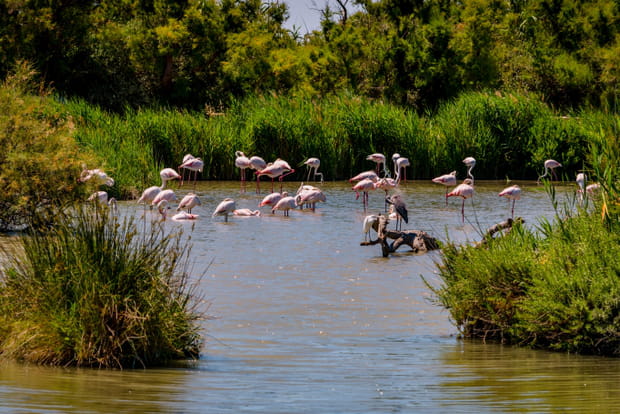 40 destinations en France où prolonger l'été : La Camargue