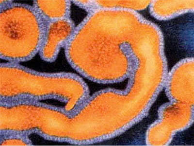 le virus ebola est un des virus les plus virulents connus actuellement et un des