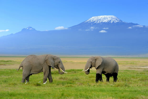 Le parc national d'Amboseli au Kenya