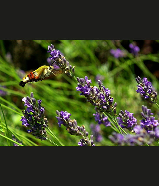 Papillon en suspension