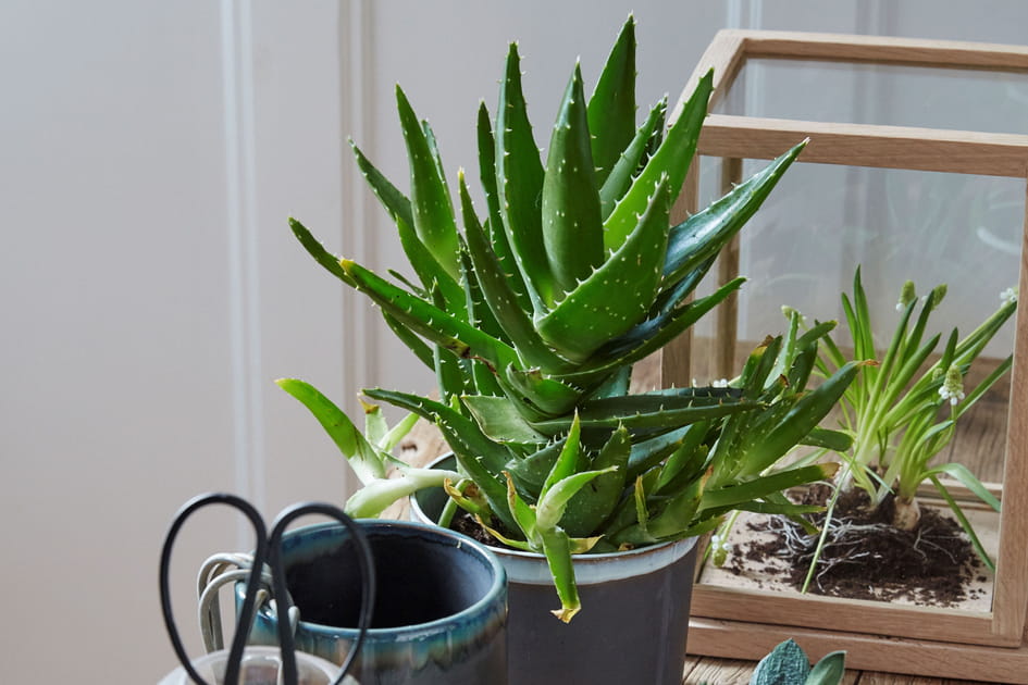 Un terrarium pour une d&eacute;co tropicale