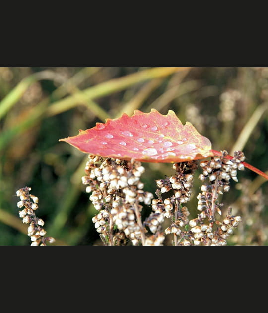 Perles d'automne