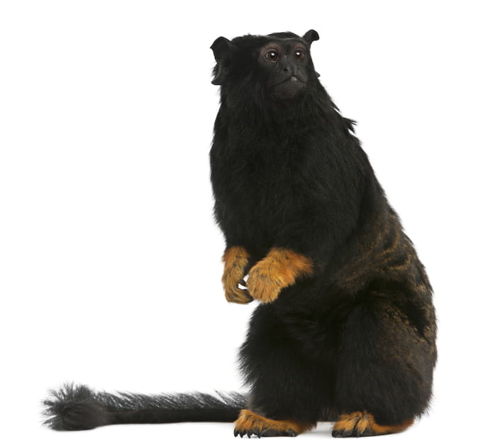 Le tamarin &agrave; mains rousses