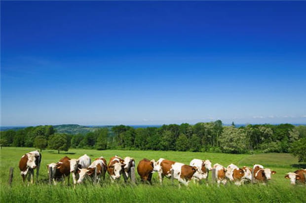 La Montbéliarde et la Simmental