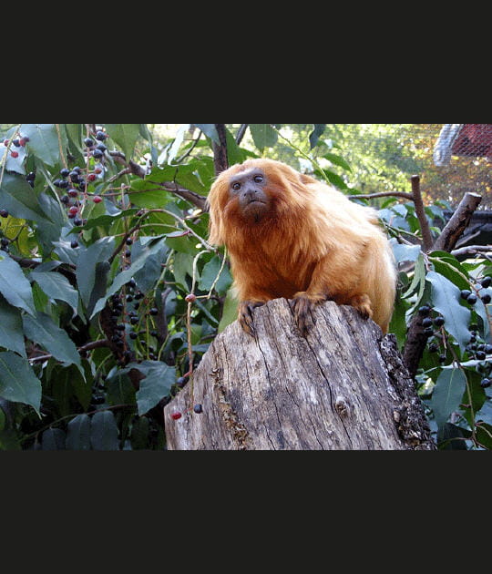 Le tamarin lion