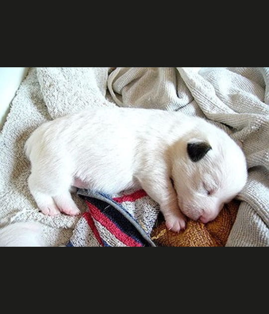 B&eacute;b&eacute; jack russel