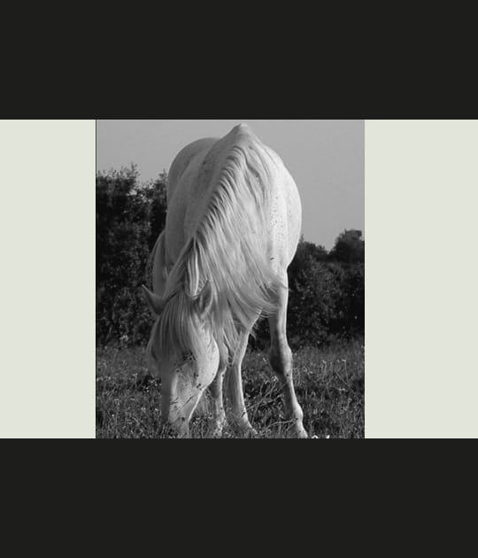 Cheval