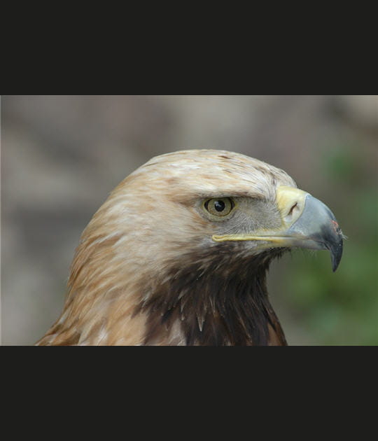 Aigle imp&eacute;rial
