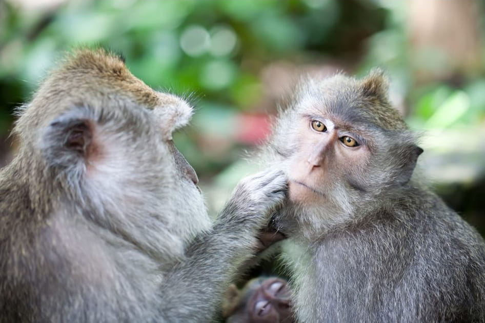 Chez les macaques (1/2)
