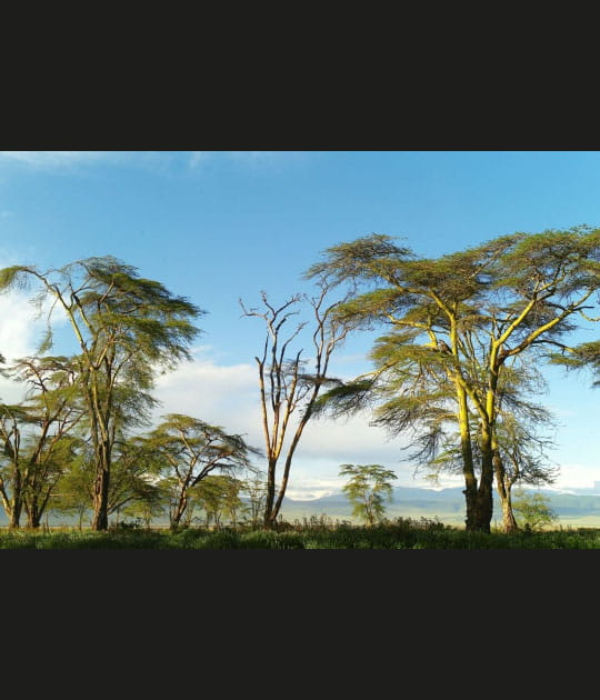 Lac Manyara