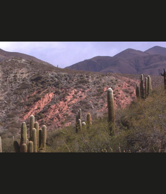 Le parc national de Cardones