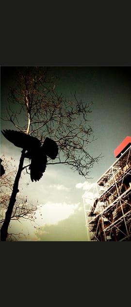 L'oiseau