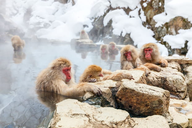 Ces destinations sont littéralement envahies par les animaux : Jigokudani au Japon