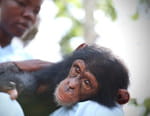 A l'école des chimpanzés
