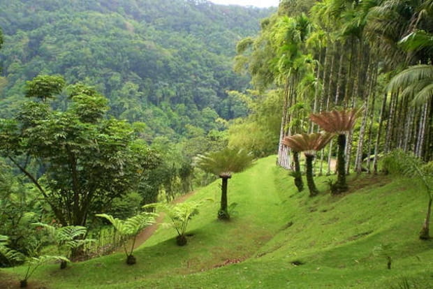 Au paradis de Balata en Martinique