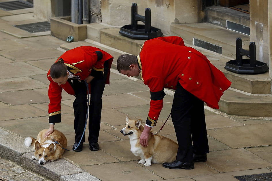 &quot;La Reine des corgis&quot;