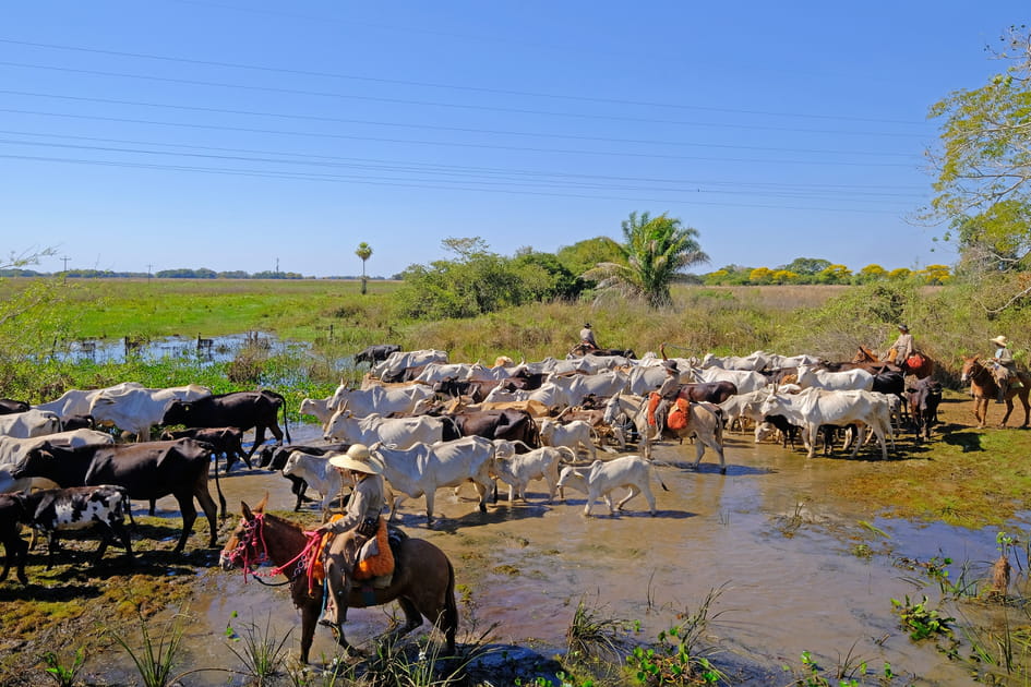Le Pantanal sud, royaume des pantaneiros