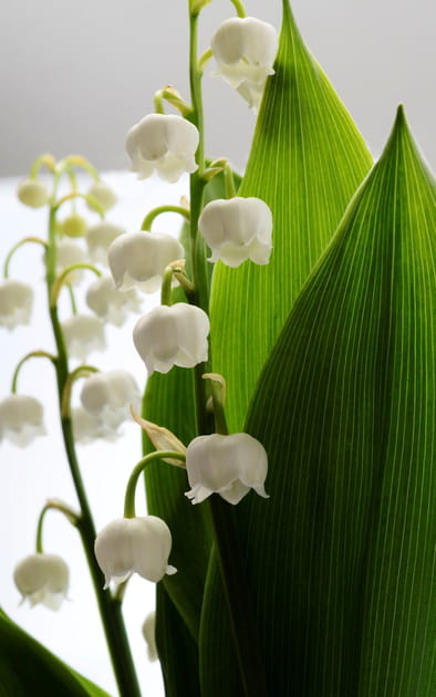 Le muguet