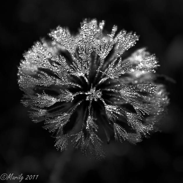 Premi&egrave;re gel&eacute;e