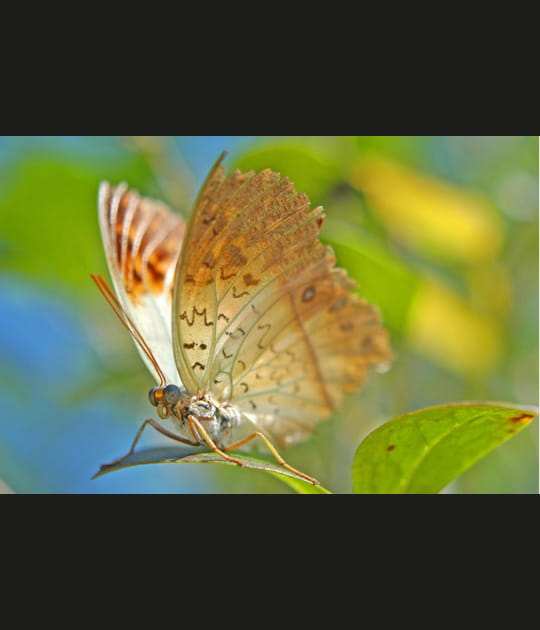 Courte focale sur papillon