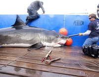 Shark Men : A quand la pause ?