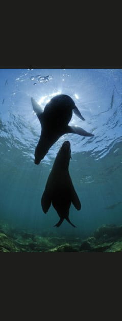 L'incroyable ballet des otaries
