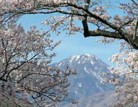 Histoires d'arbres : Les immortels