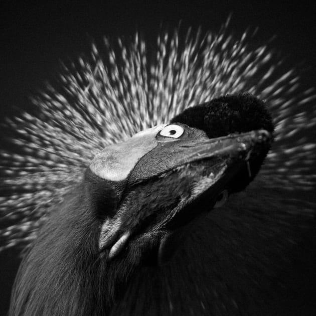 Bird attitude