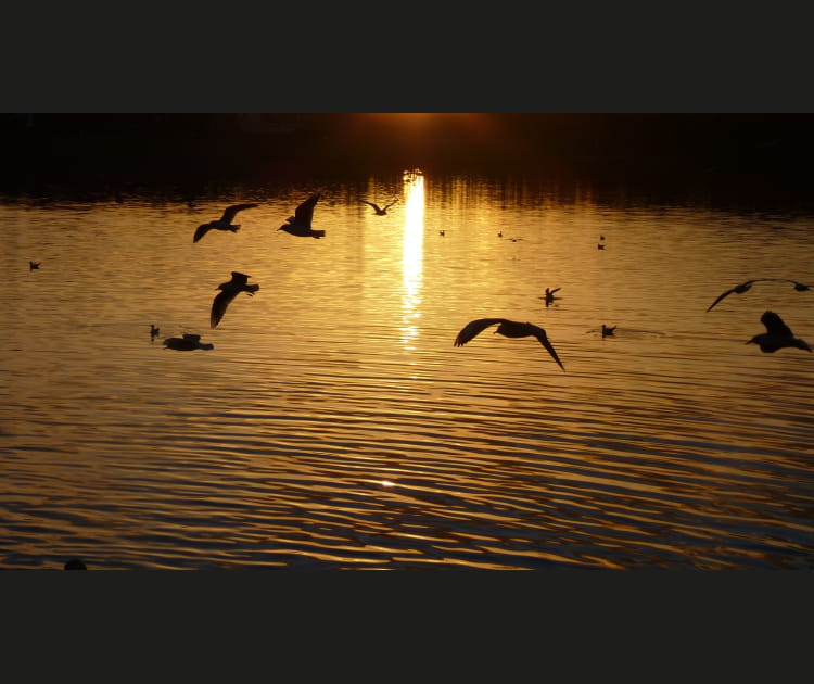 Contre-jour en or