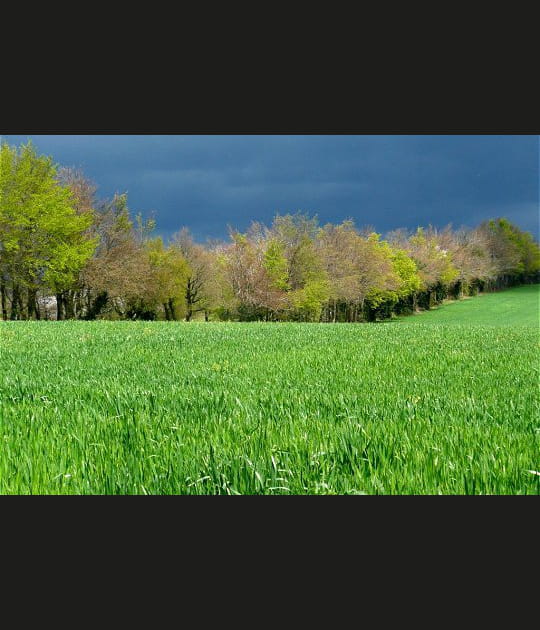 Champ de bl&eacute; sous ciel d'orage