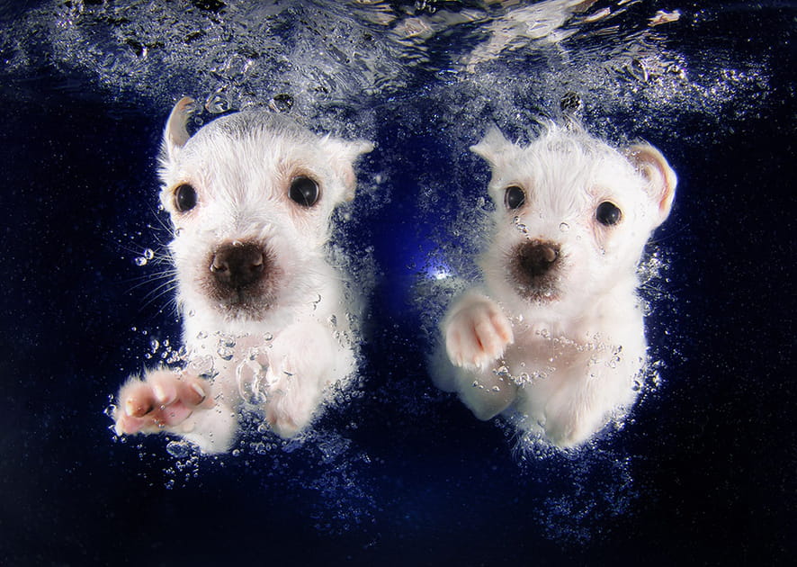 En duo sous l'eau