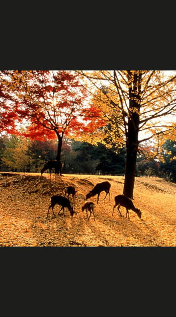 Au Japon, le parc de Nara
