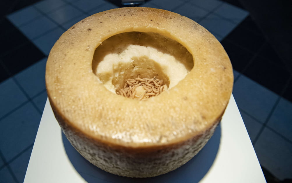 Fromage aux asticots vivants