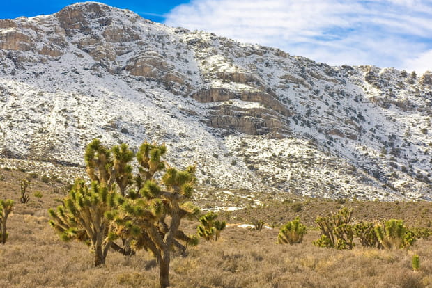 Joshua Tree, la Californie sous la neige