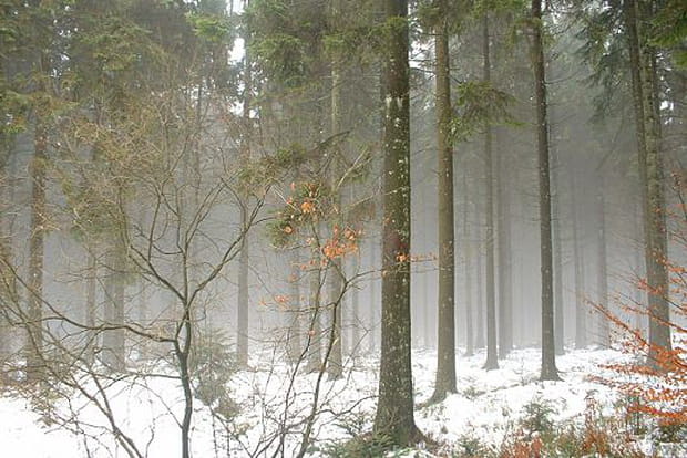 Un matin dans les Ardennes