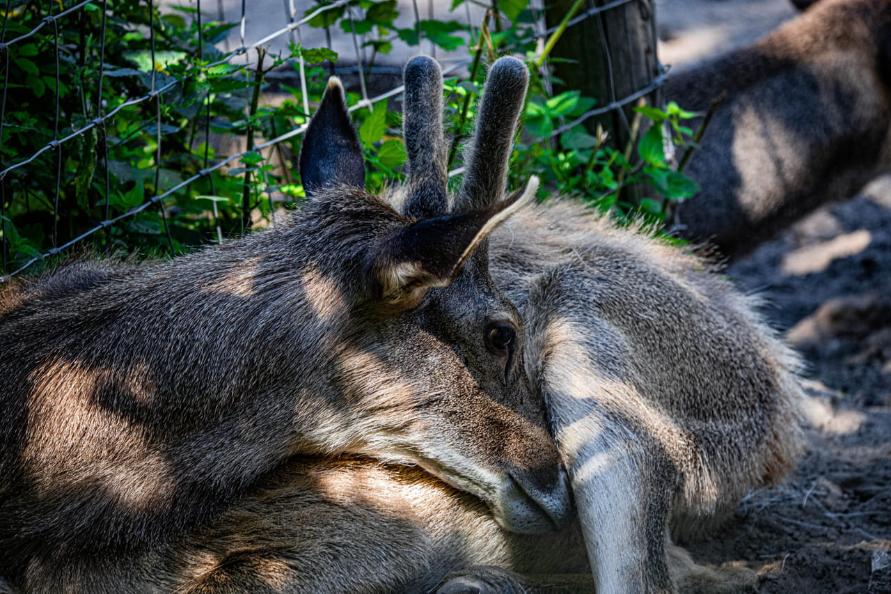 Déconseillé aux personnes sensibles : des cerfs sont défigurés par des verrues, les scientifiques ont l'explication