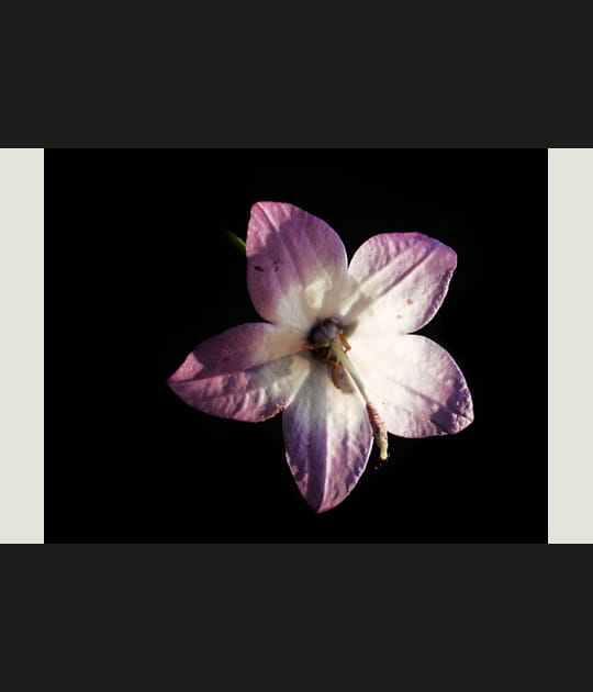Cultivar de cathanrathus roseus