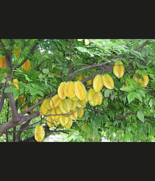 Caramboles