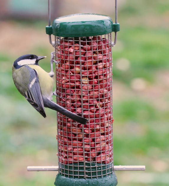 Attirer les oiseaux