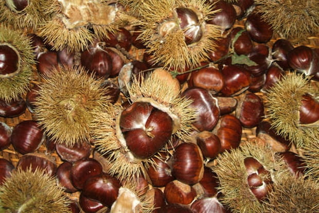 Les châtaignes