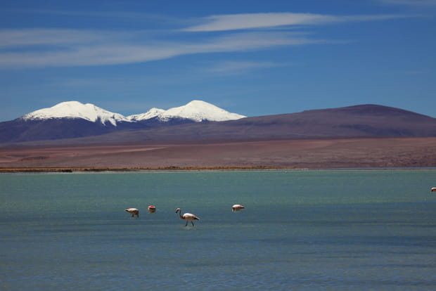 Le mythique Laguna colorada en Bolivie